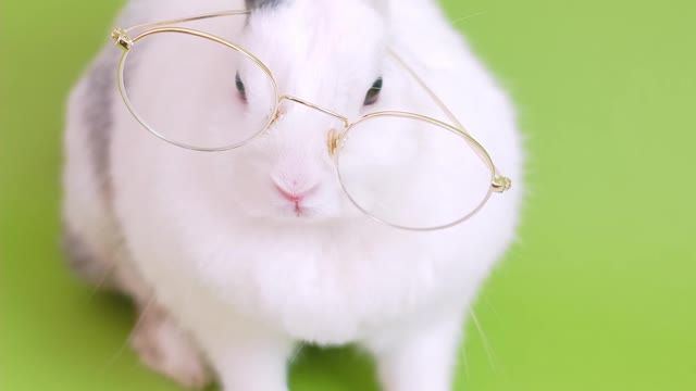 Watch a rabbit reading in silence