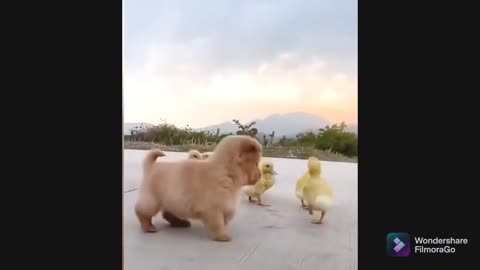 A cute puppy became the boss of five ducklings 😍😍😍