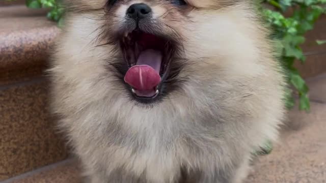 fluffy puppy, opening his mouth