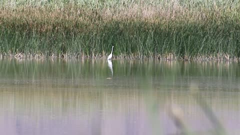 Wetlands park in Las Vegas.