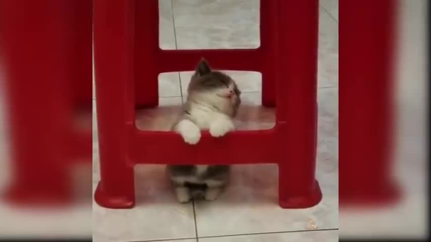 Funny Cats Video