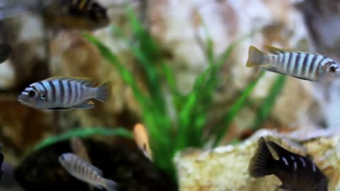 These very beautiful fish in this aquarium wish you a pleasant day