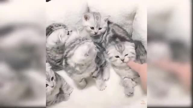 Cut cats with this video