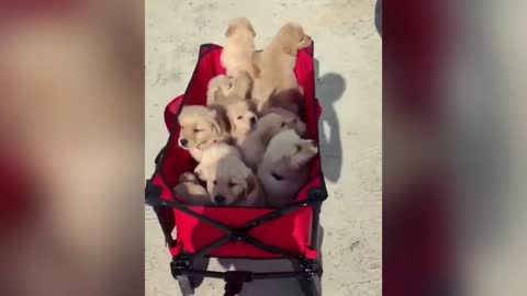 Best Golden Retriever Puppy Videos of 2020! (PART 1/3)