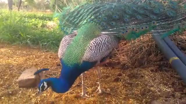 Peacock feathers dancing