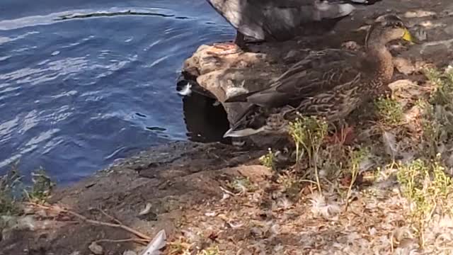 Watching the birds out in the water