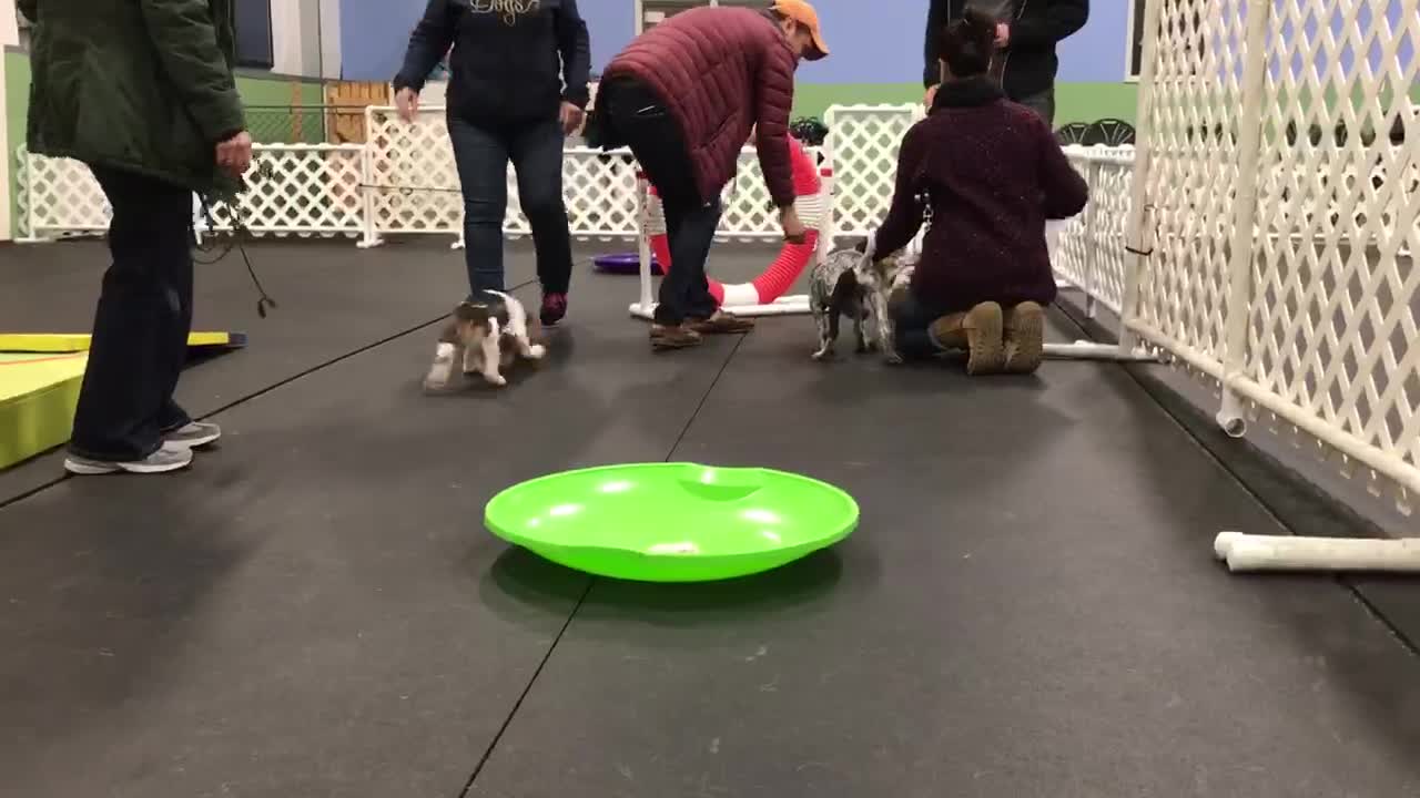 Introvert Puppy Sits All Alone, Sulking At The Corner Of A Playground