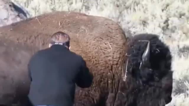 Wild Ox Animal Running #shorts #ytshorts #shortsfeed #shortfeed #beta #youtube #viral #gk #short