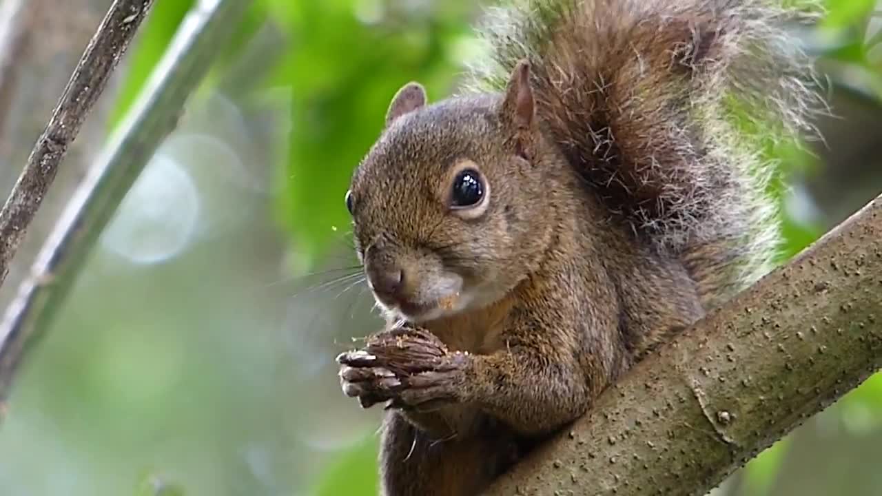 squirrel brazilian fauna RODENT INTRIGUED wild animal wild animal curious brazilian brazil