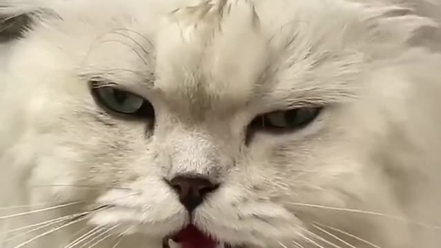 Look at my cat