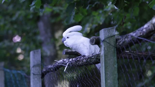 Parrot Dancing Video 😍😘