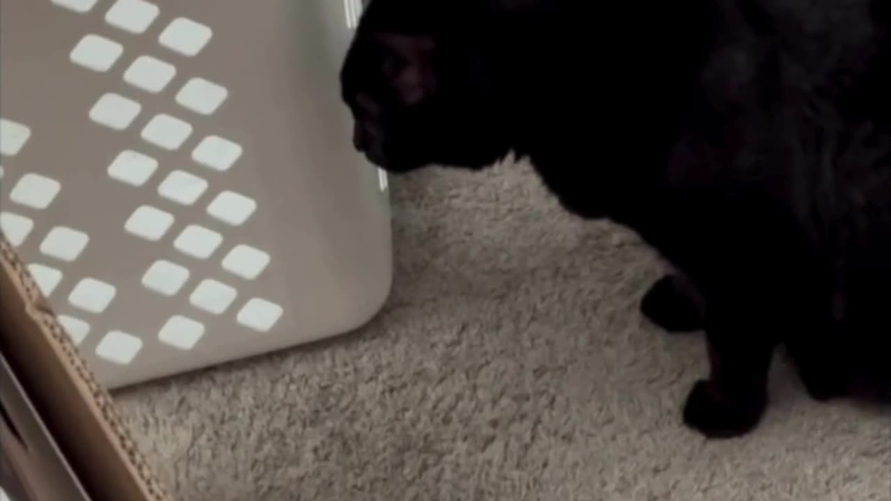 Adopting a Cat from a Shelter Vlog - Cute Precious Piper Guards the Stair Opening #shorts