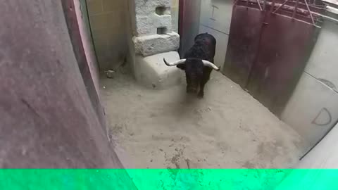 Very dangerous bull fighting video animal fighting