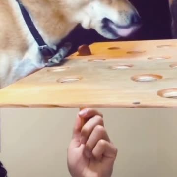 العب مع الكلاب