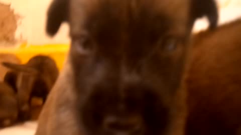 Malinois baby 2021/06