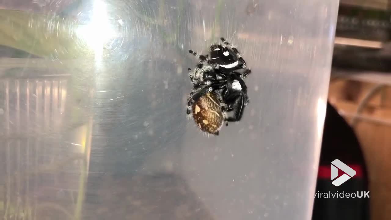 Jumping spider Mating