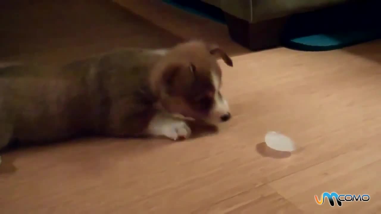 dogs playing