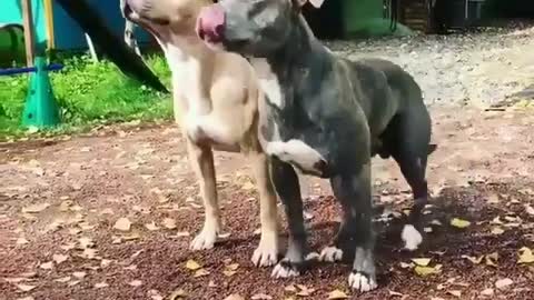 How about these two dogs? Is not very lovely very cute