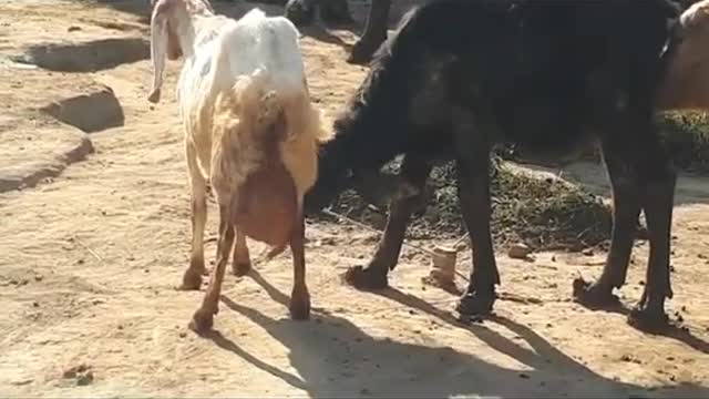 Goat is feeding the Buffalo calf Funniest video of 2020