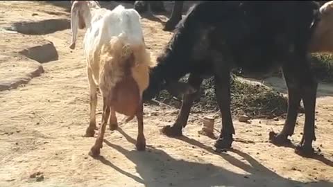 Goat is feeding the Buffalo calf Funniest video of 2020