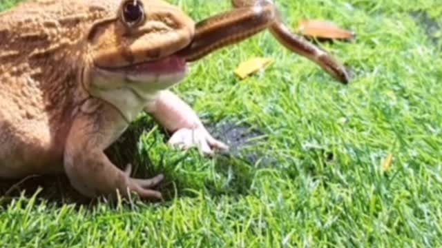 Can you guess. Can a big mouth swallow a small snake