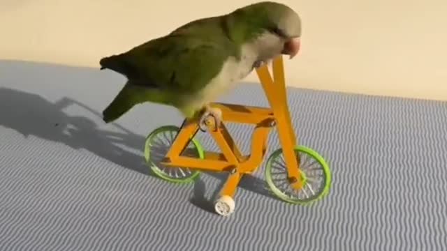 parrot cycling funny video