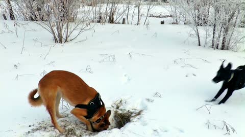 Dogs in the cold weather