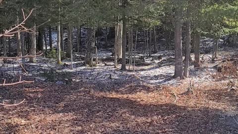 Woodpecker in Maine