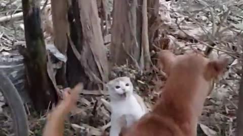 Cat vs dog fight...