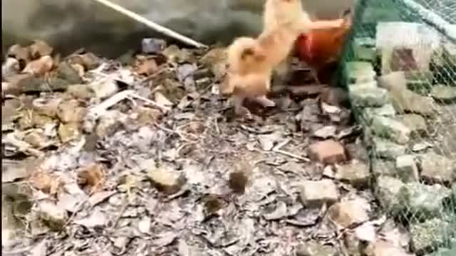 Chicken Vs Dog FIGHTING ..Funny dogs