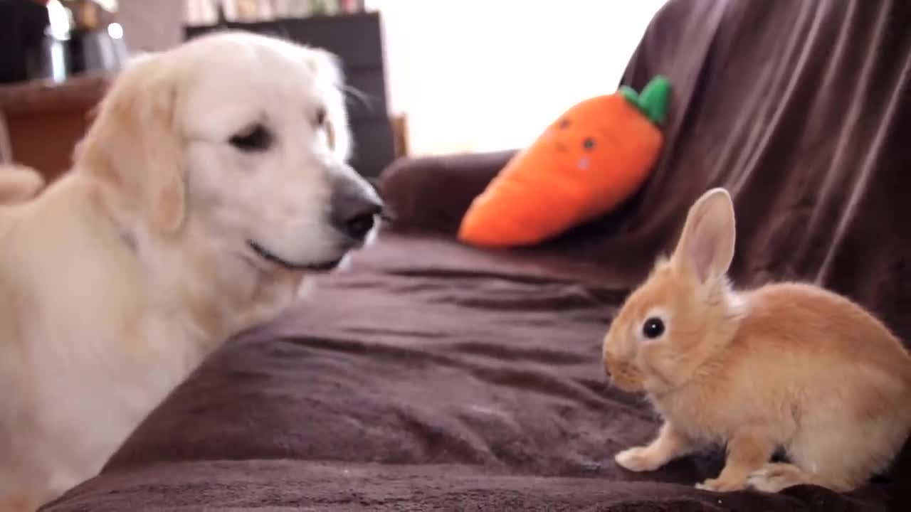 Funny Dog and Cute Rabbit are Best Friends