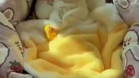 Funny Animal Bloopers: Oops Moments from the Wild