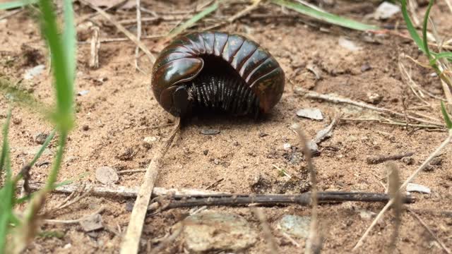 A caterpillar wake up and crawling always