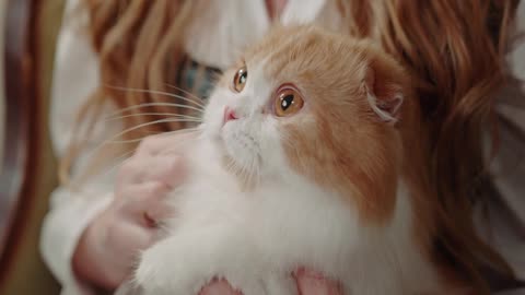 cute cat