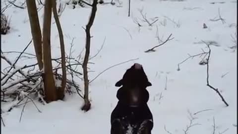 Dog hilariously "screams" at tree branch