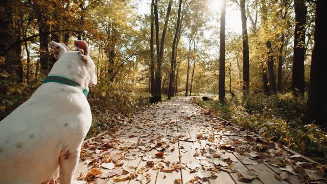 See tips from integrative veterinary medicine to prevent pet diseases.