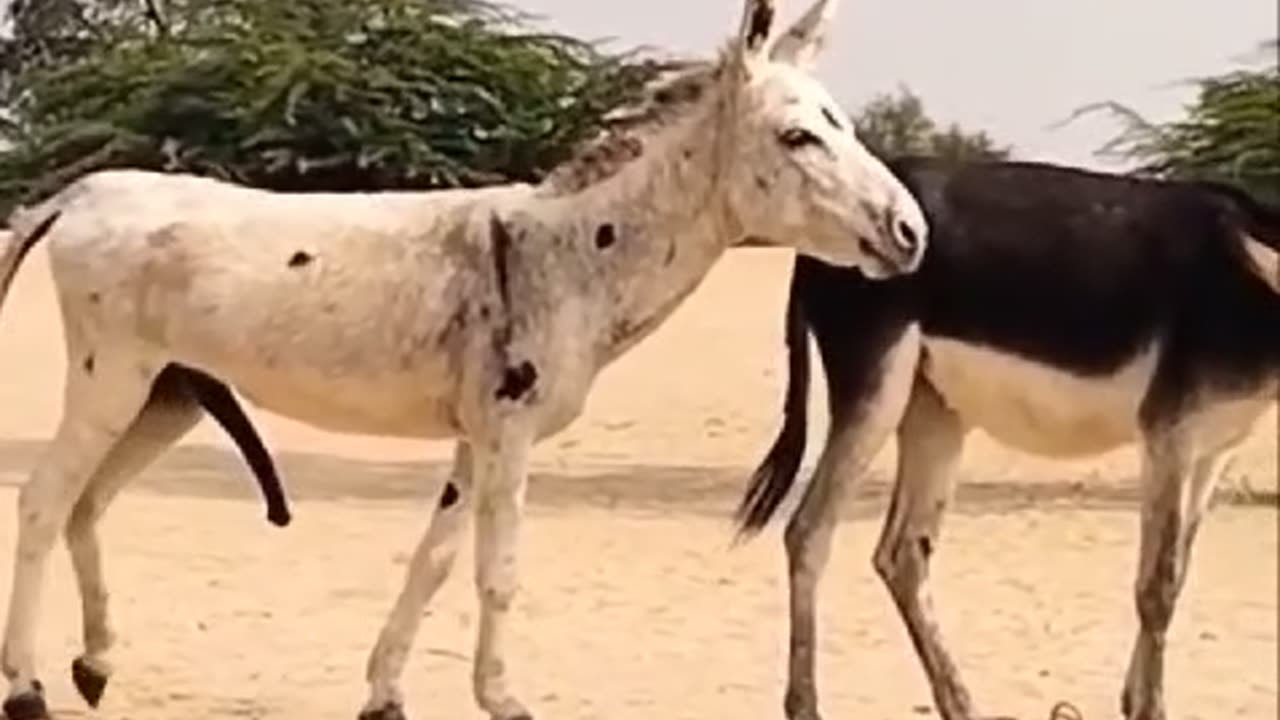 Donkey mating