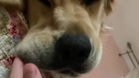 Golden Retriever is Sleeping While I am Biggling Wiggling his Cheeks