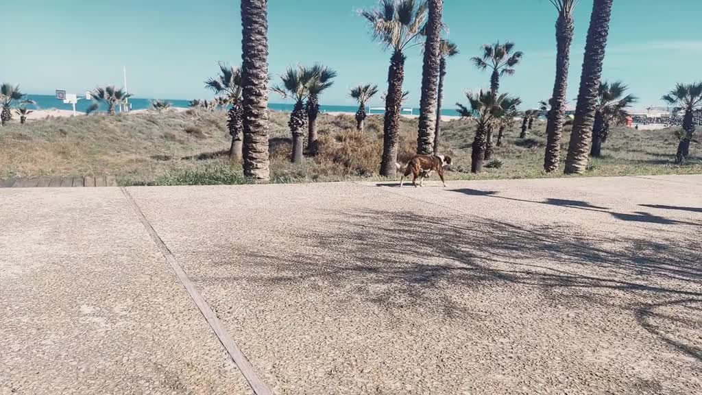 Dog enjoying Spring at Spanish Beach