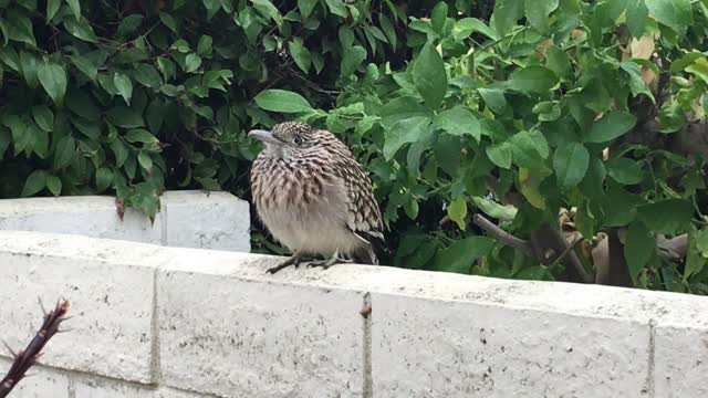 GREAT SHOT OF A ROADRUNNER AND A TOUR OF THE CREATIVE COMPOUND!