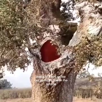 🌲Trees on "ChemTrail"Fire🔥Burning Alive