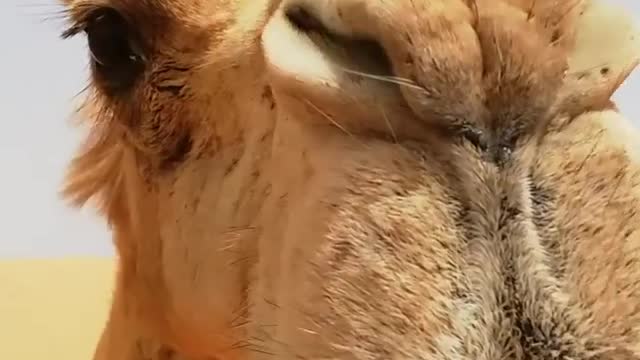 This camel loves to eat
