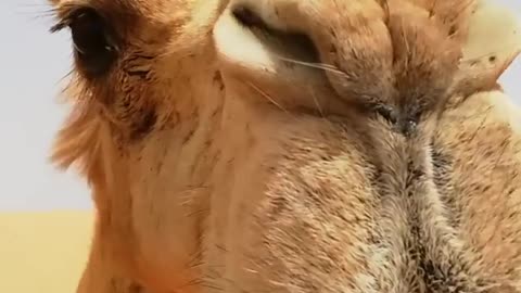 This camel loves to eat