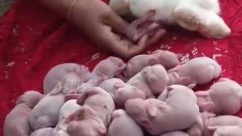 Mother rabbit giving birth 🐰🐰🐰