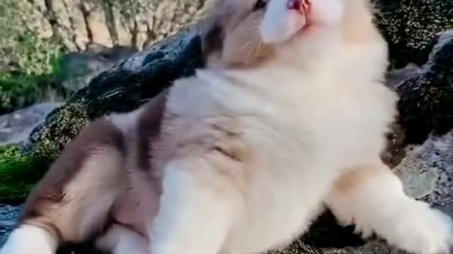My pet funy video