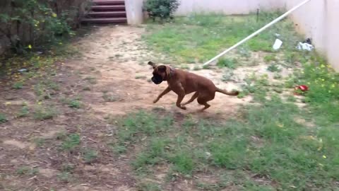 Boxer Dog Playing With Laser ☆