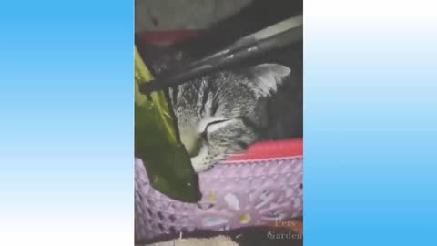 Funny Animals and pets Compilations