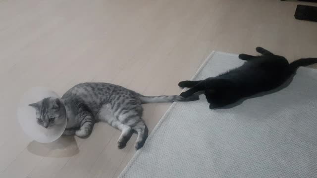 Cut black cat showing interest in tail.