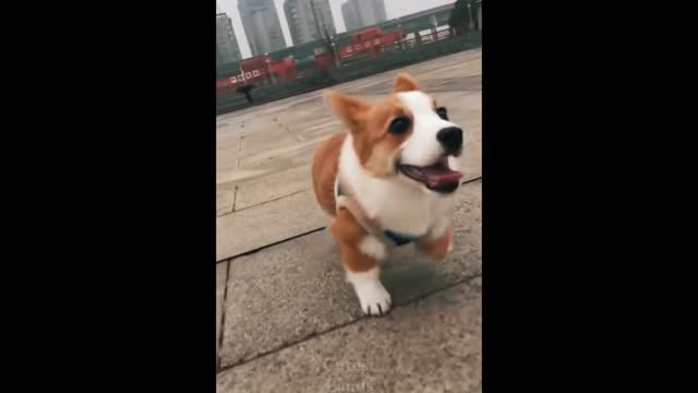 Cute And Funny Pets | Try Not To Laugh To These Pets Compilation #1