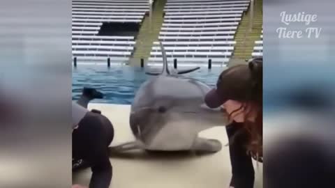 Funny Dolphin Compilation #1